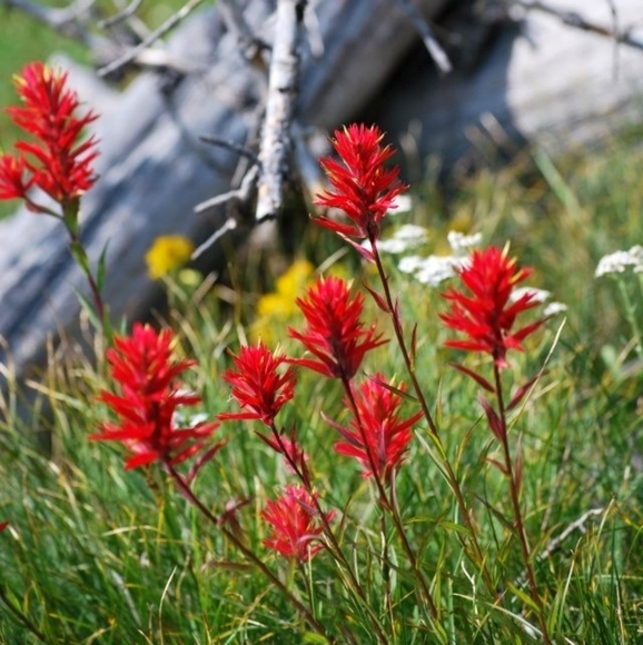 Away for family medical.. - Picture 5 of 15